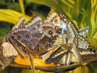 Butterflies Feeding on Oranges