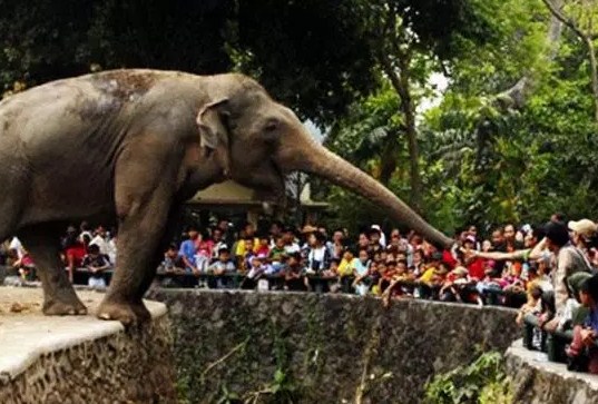 Harga Tiket Masuk Kebun Binatang Surabaya Terbaru Januari 2019