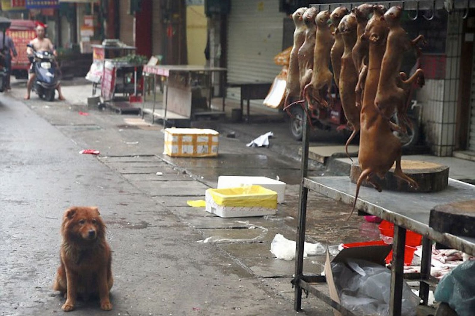 Собаки в китае