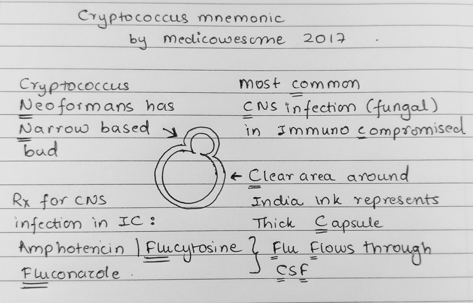 cryptococcus neoformans india ink cryptococcus neoformans india ink