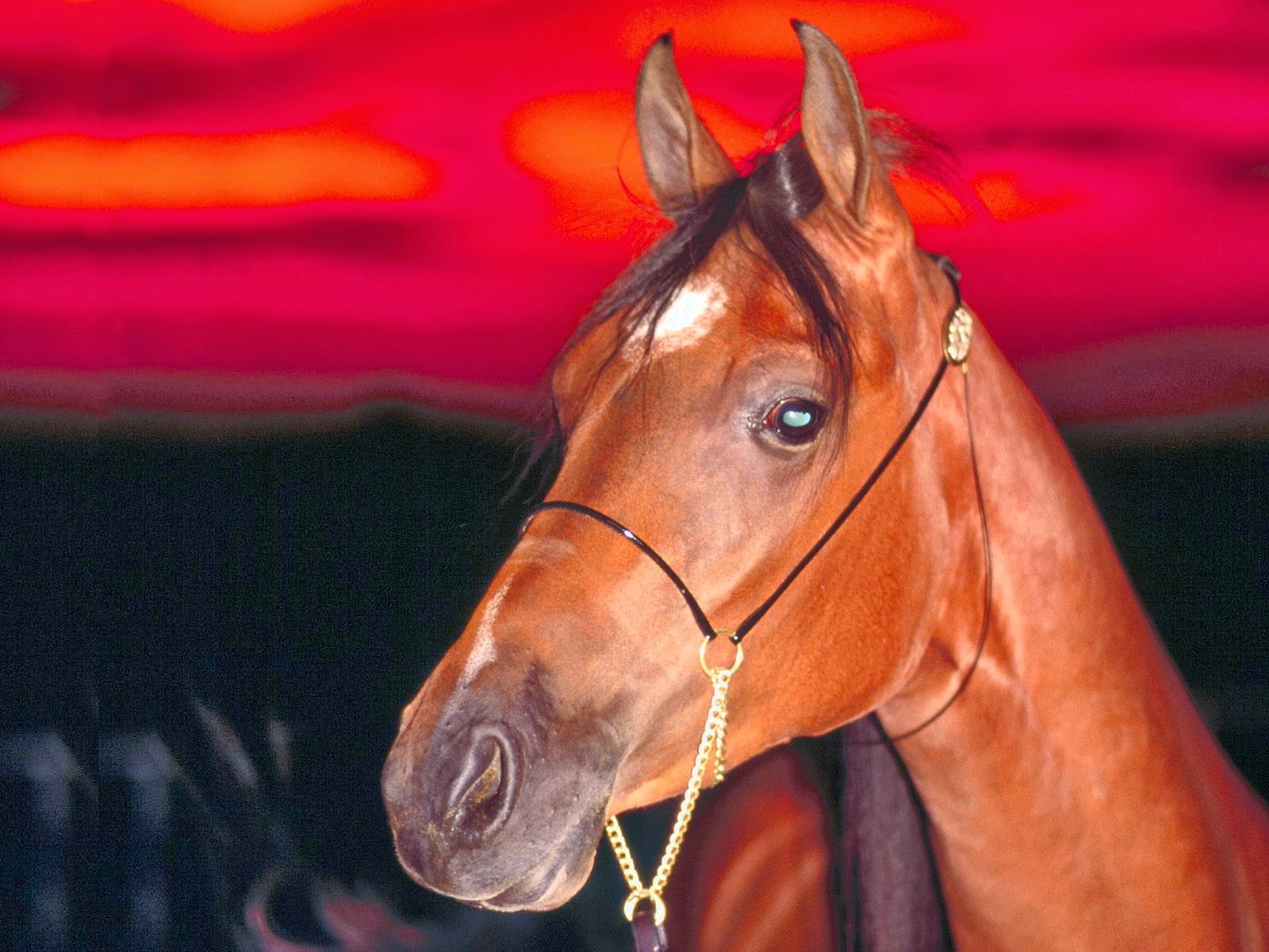 FREE HD WALLPAPERS: HORSES HD WALLPAPERS