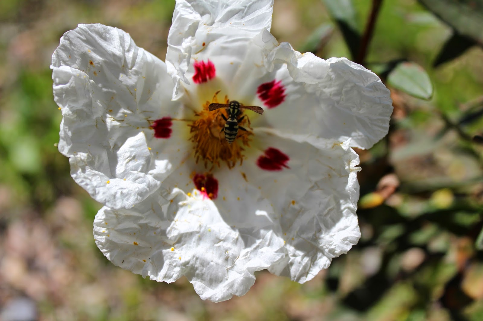 Flores de Jara e insectos. Especial primavera. - Perfumes y luces de  Extremadura