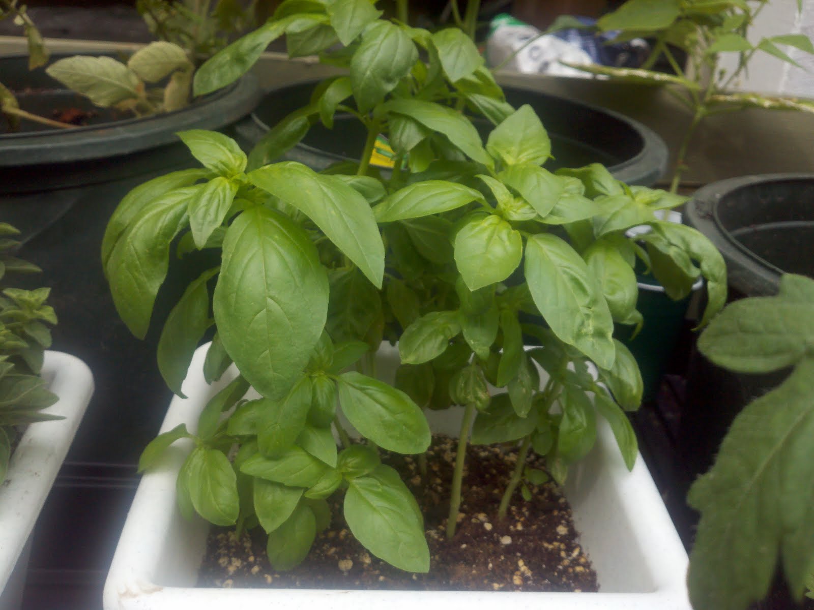 Urban Farmer Basil, Supermarket (Purchased on 04/10/2011)
