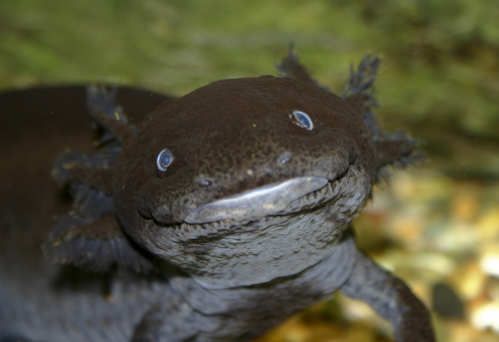 My Mum Thinks Black Axolotls Look Evil By Taluns On DeviantArt My Mum Thinks Black Axolotls Look Evil By Taluns On DeviantArt