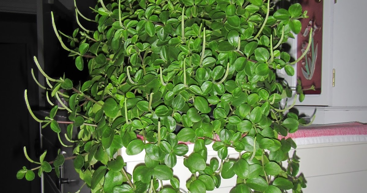 Muorinkukka Muorinkukka