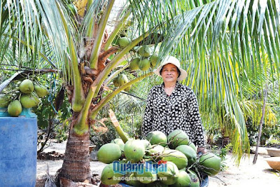 Quảng Ngãi: Nắng nóng, trồng dừa xiêm lùn "trúng mánh", 1 cây cho 2 triệu