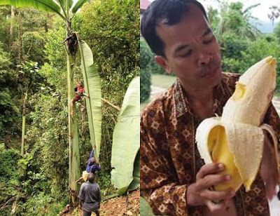 Keajaiban Tanah Papua Kita! Inilah Buah Eksotis yang Hanya Bisa Dijumpai di Sana Keajaiban Tanah Papua Kita! Inilah Buah Eksotis yang Hanya Bisa Dijumpai di Sana