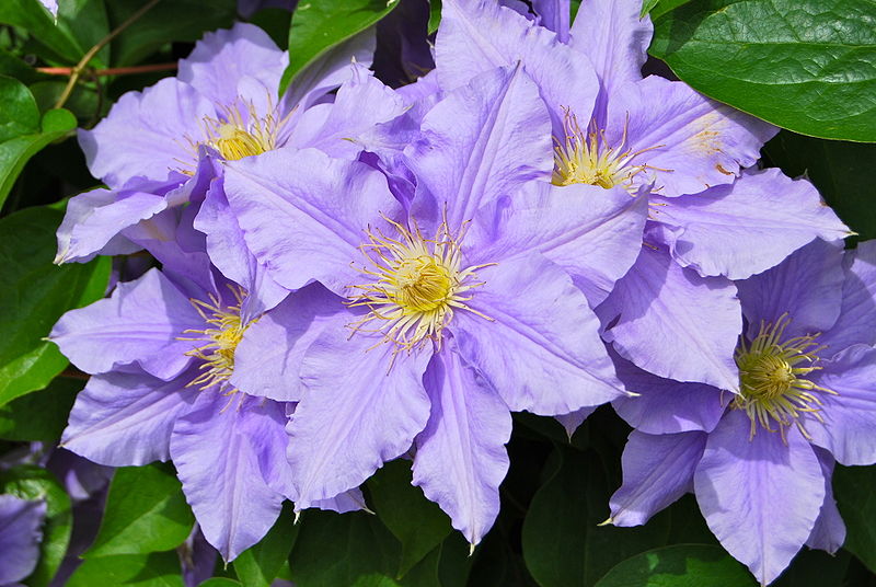 Himalayan Flower Nursery Clematis climbers plant