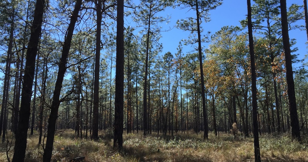 Ocala National Forest