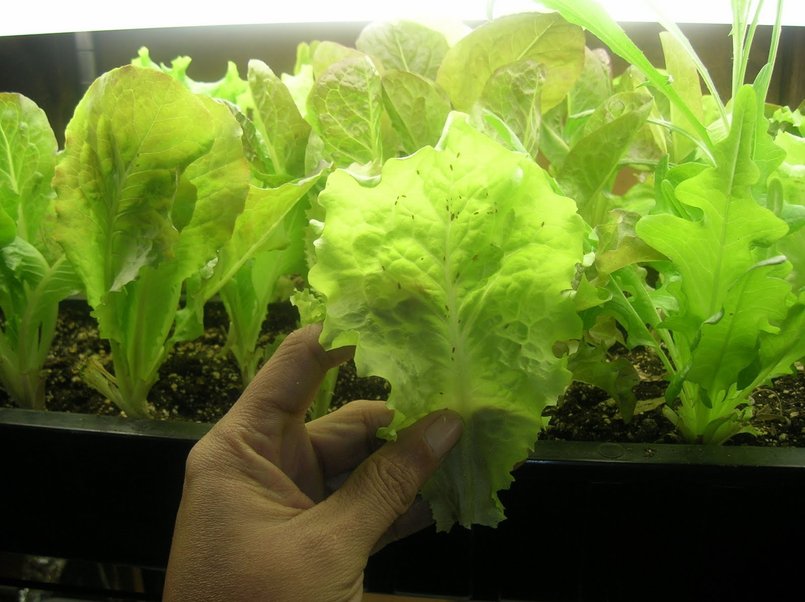 HOW TO GROW LETTUCE INDOORS The Garden of Eaden