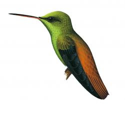 hummingbirds world