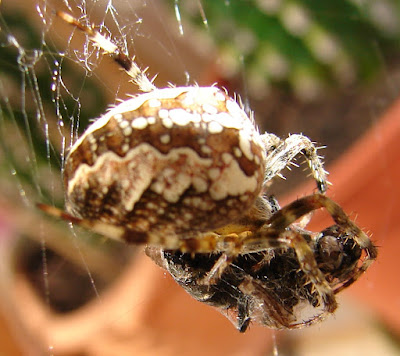 Spinnen, spider, araignée, arañas, ragno, паук, con nhện Spinnen, spider, araignée, arañas, ragno, паук, con nhện, Spinning, spin, tjerrje, predenje, предене, ämblik, hämähäkki, araignée, αράχνη, labah-labah, ragno