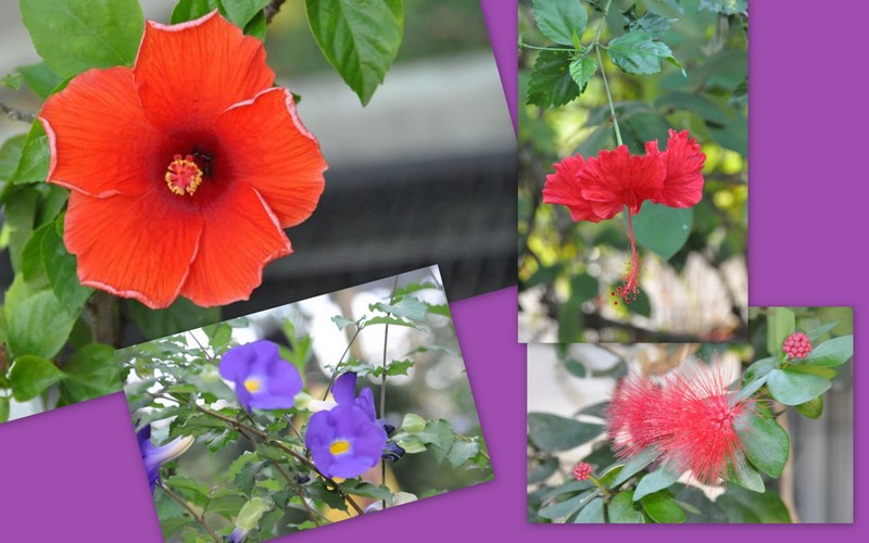 In Pinay's "Ciudad" ZAMBOANGA CITY BUTTERFLY GARDEN OCTOBER 2011