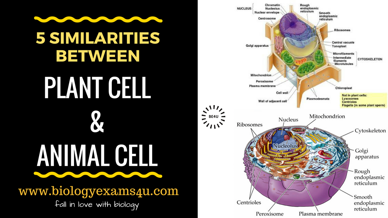 5 Similarities between Plant cell and Animal cell