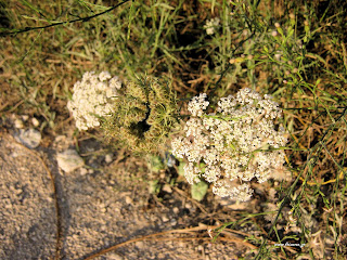 Καρότο άγριο-Daucus carota Καρότο άγριο-Daucus carota