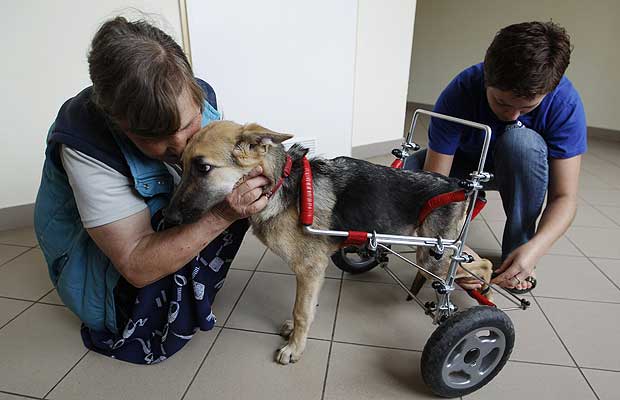 Спинальники. Животные инвалиды. Реабилитация инвалида собаками. Реабилитация собак спинальников.