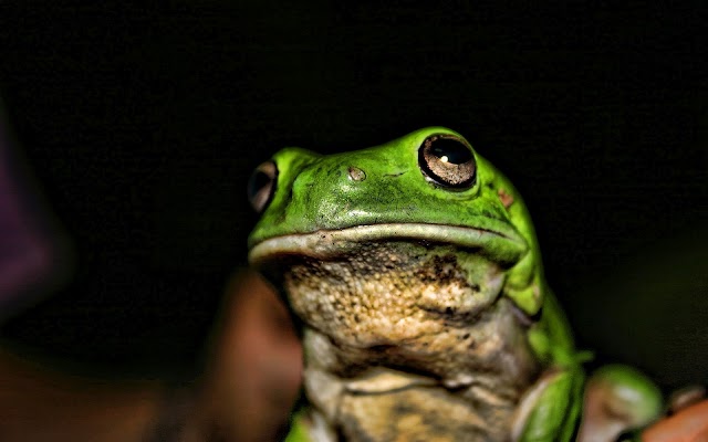 Green frog background picture