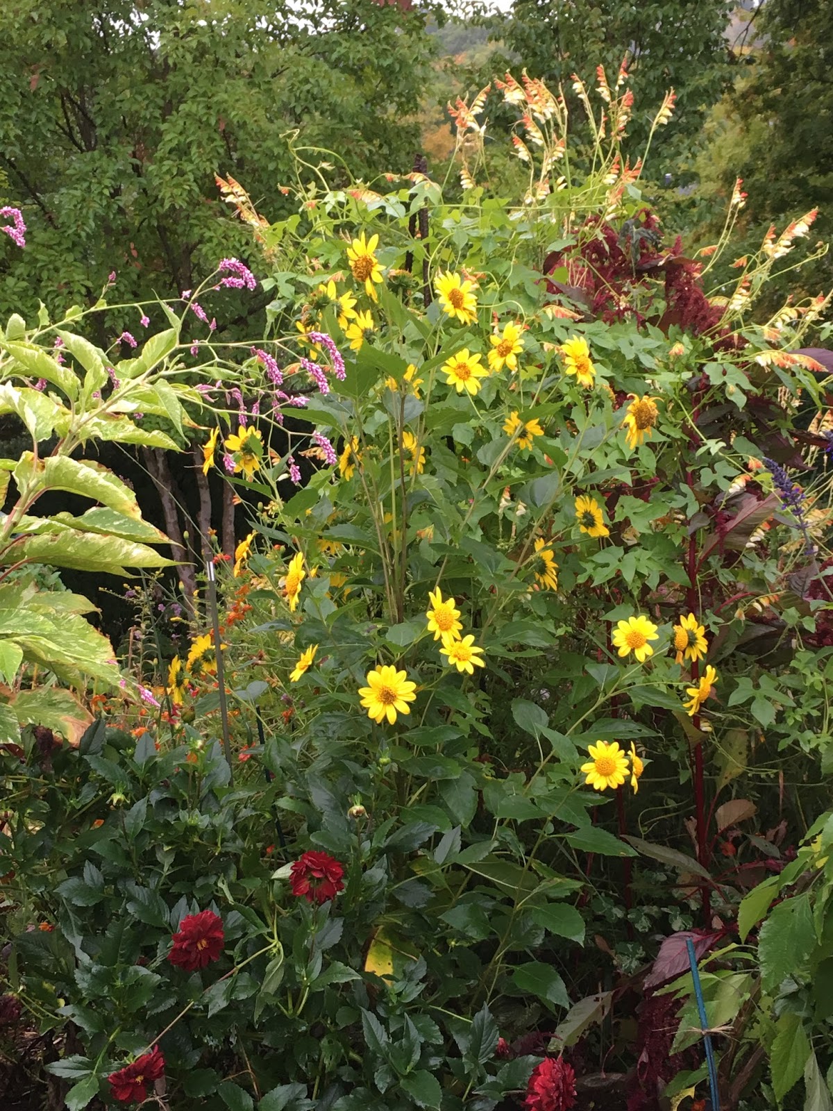 The Gardeners Eye: The Garden the Last Day in September
