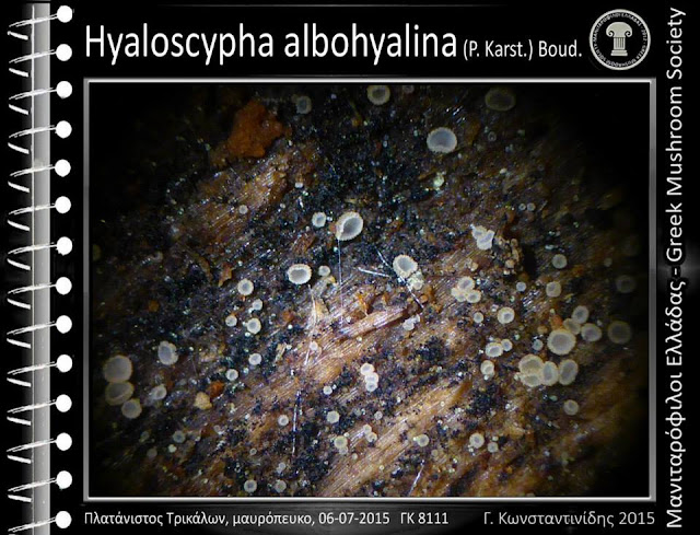 Hyaloscypha albohyalina (P. Karst.) Boud.