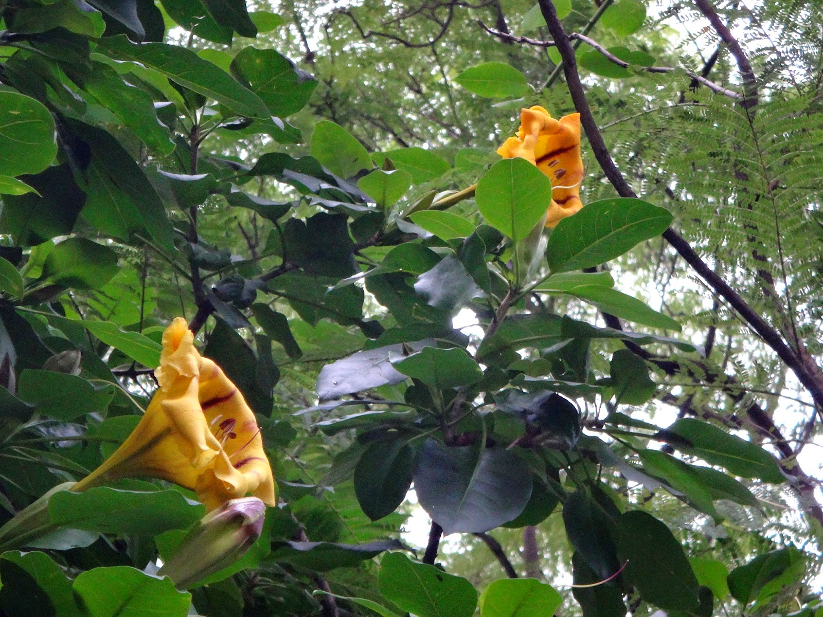 Uma flor por dia: Solandra