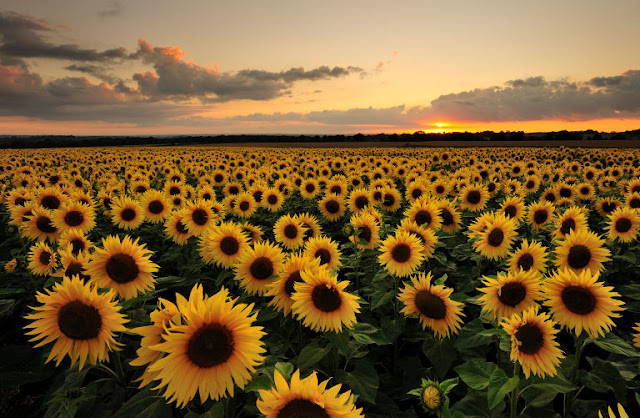campo de girasoles en flor
