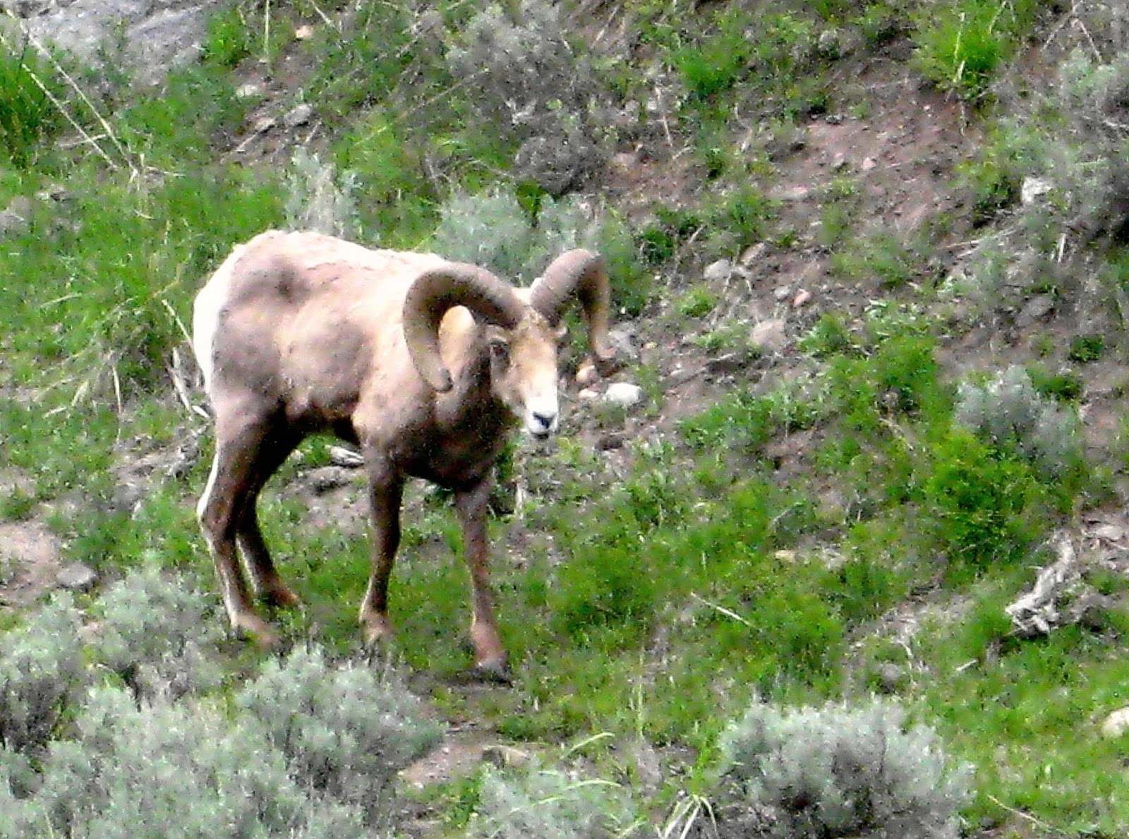 Focusing On Travel Introduction To Yellowstone Basic Park Highlights