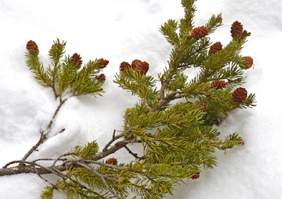 red spruce cones on twig