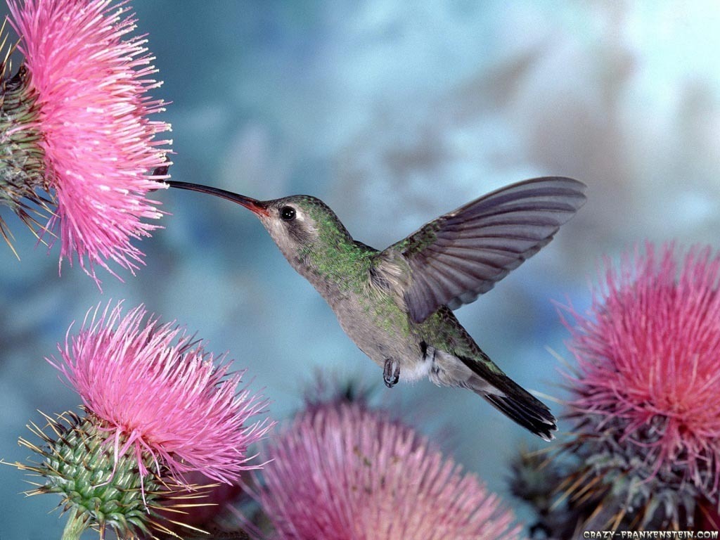 http://2.bp.blogspot.com/-N_1YkTUphU8/TZKJgMexm2I/AAAAAAAAAHM/nwjnc72EZCI/s1600/Humming-Bird-Wallpaper-hummingbirds-9725047-1024-768.jpg