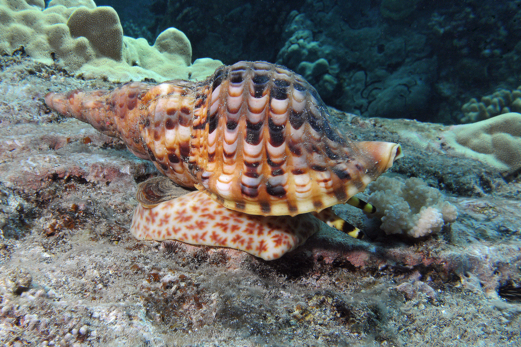 Conchology101 Triton's Trumpet