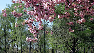 Rare Flower in forest 