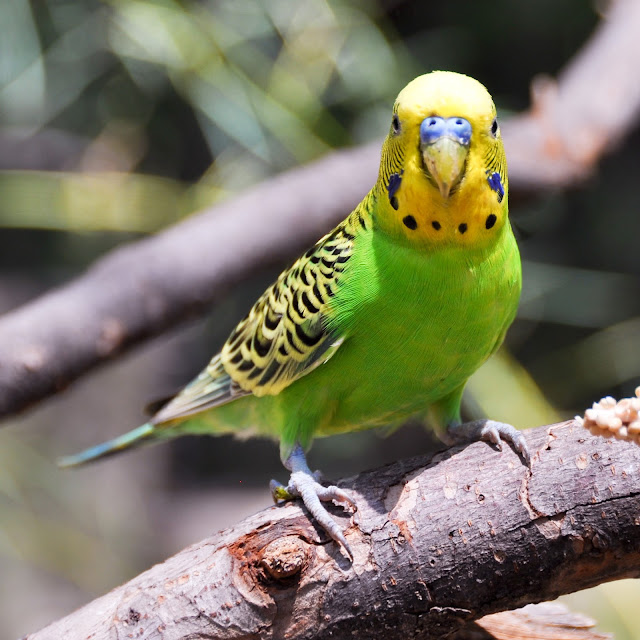Budgies Help (their info care & much more) Wild Budgie Budgies Help (their info care & much more) Wild Budgie