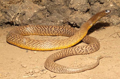 Inland Taipan Inland Taipan