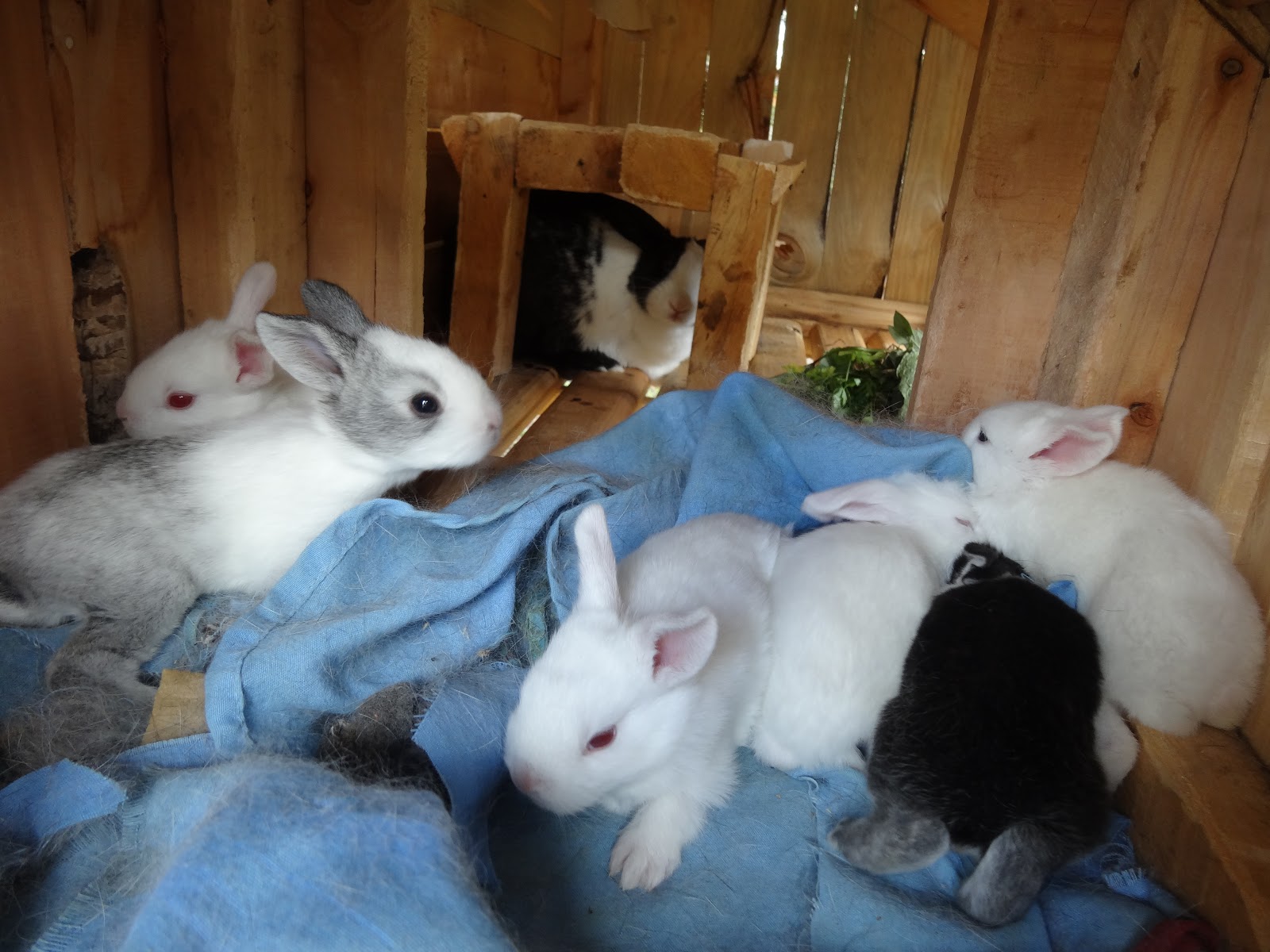 Word and Seed in Uganda Rabbits