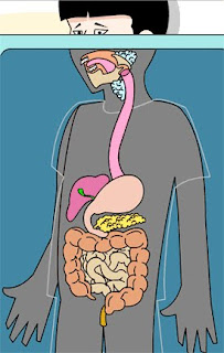 Cuerpo Humano: El Aparato Digestivo 