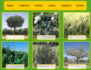 http://www.primerodecarlos.com/TERCERO_PRIMARIA/noviembre/Unidad4/actividades/cono/clasificacion_plantas/visor.swf