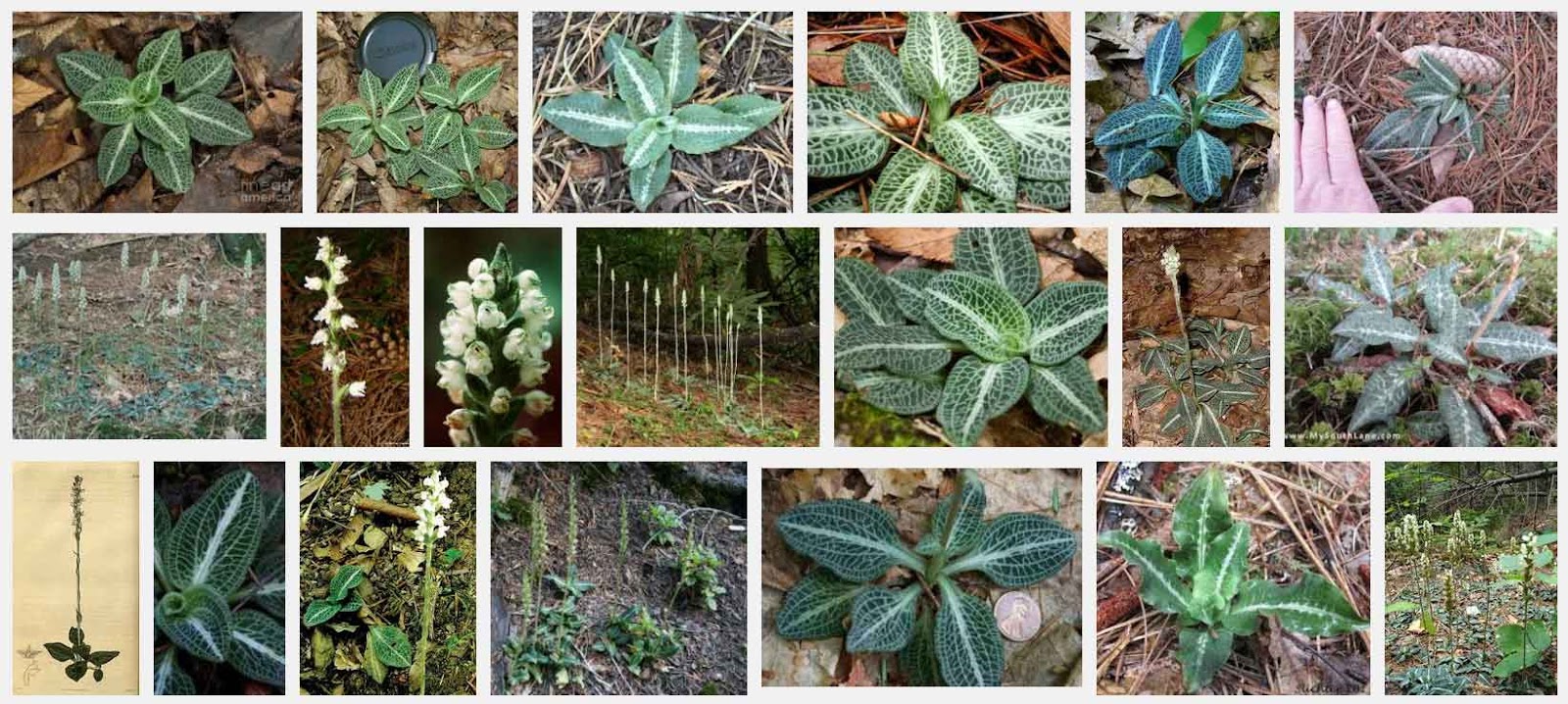 Blog Collective Native Medicinal and Poisonous Plants of British
