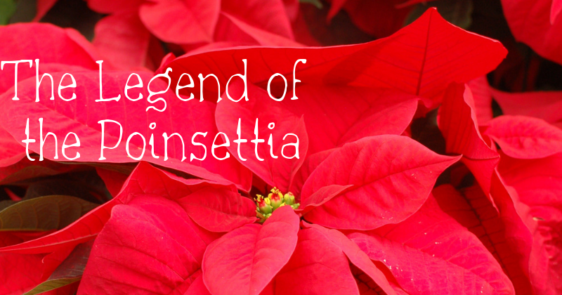 The Legend of the Poinsettia