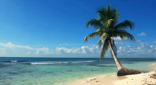 Playa%2Bde%2BFx%2Bcon%2Bpalmera.gif