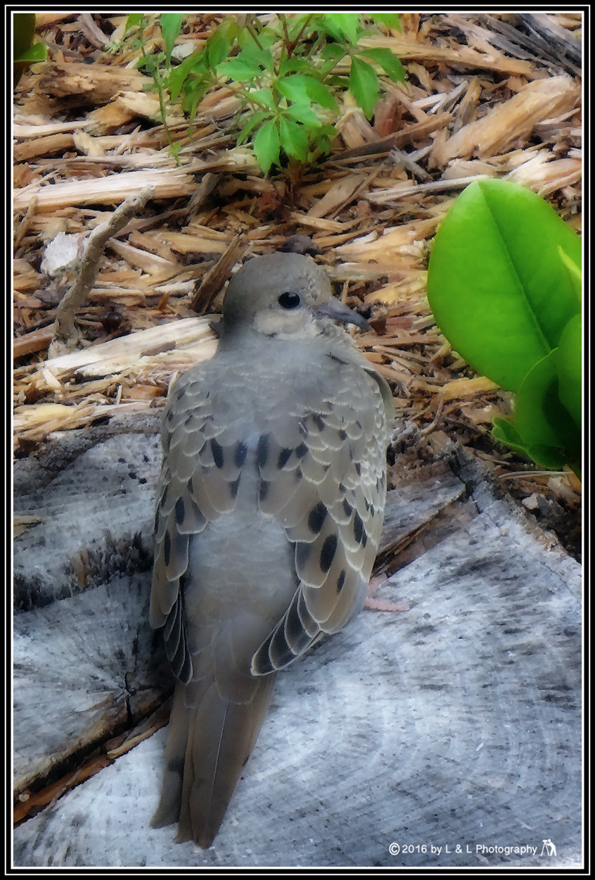 Ocala, Central Florida & Beyond Two Turtle Doves (aka Morning Doves