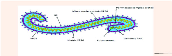 Structure of Ebola virus