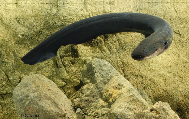 Klematis