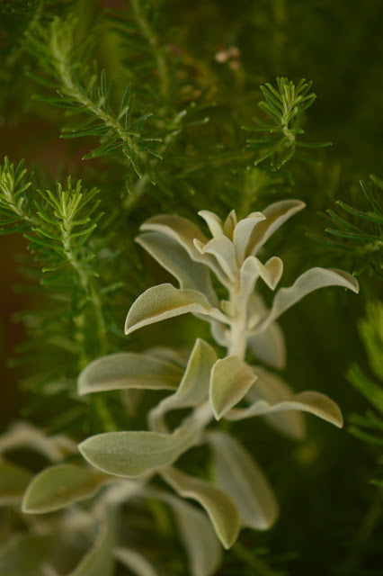 Eremophila hygrophana foliage, desert garden