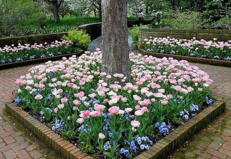 My Virtual Garden Tulips in Chicago