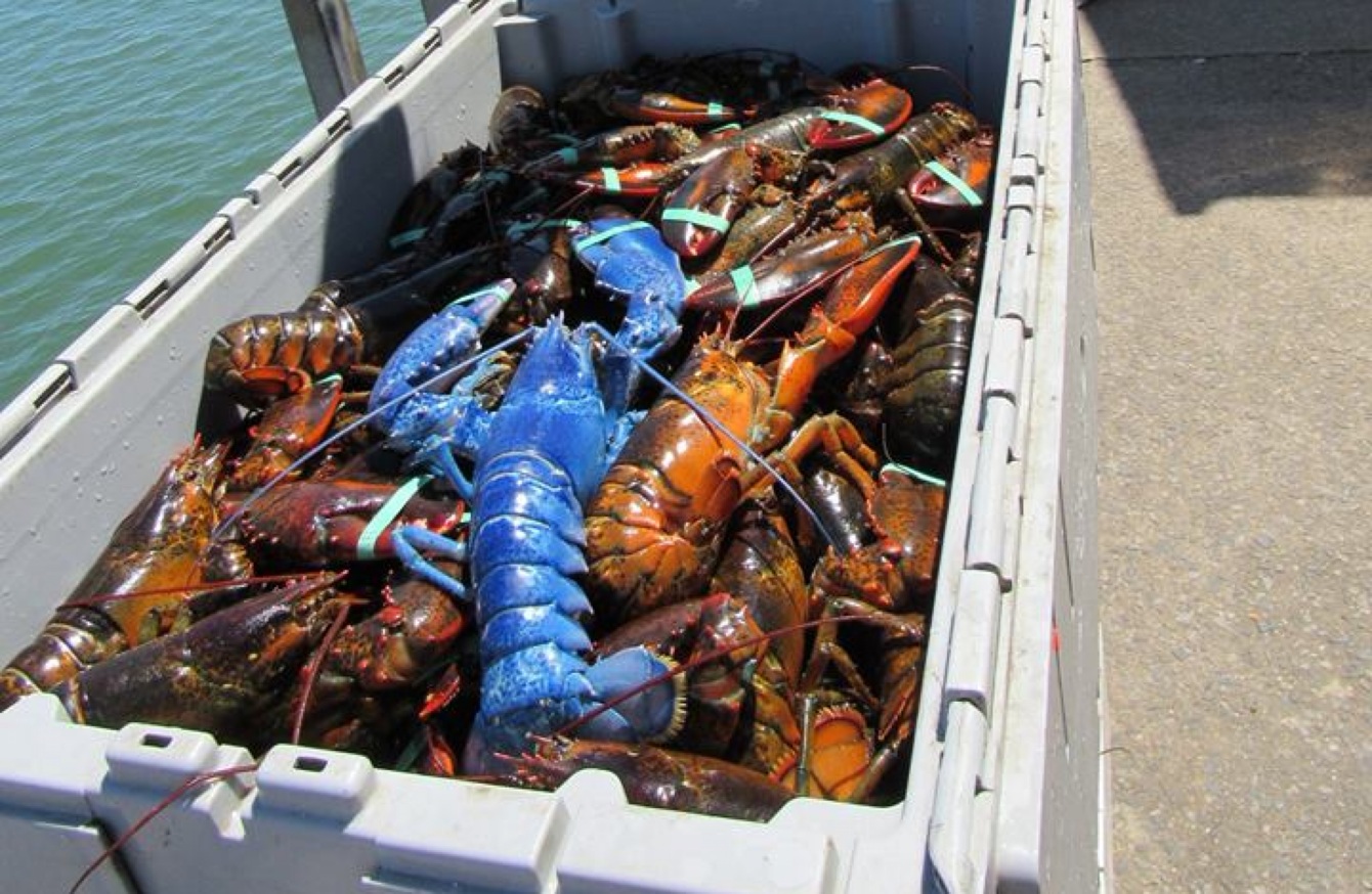 Tips to Choose Live Lobster Supplier Wholesale Live Lobster Exporter