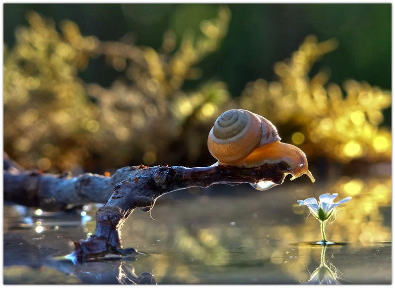 Snail-lover by Vyacheslav Mishchenko