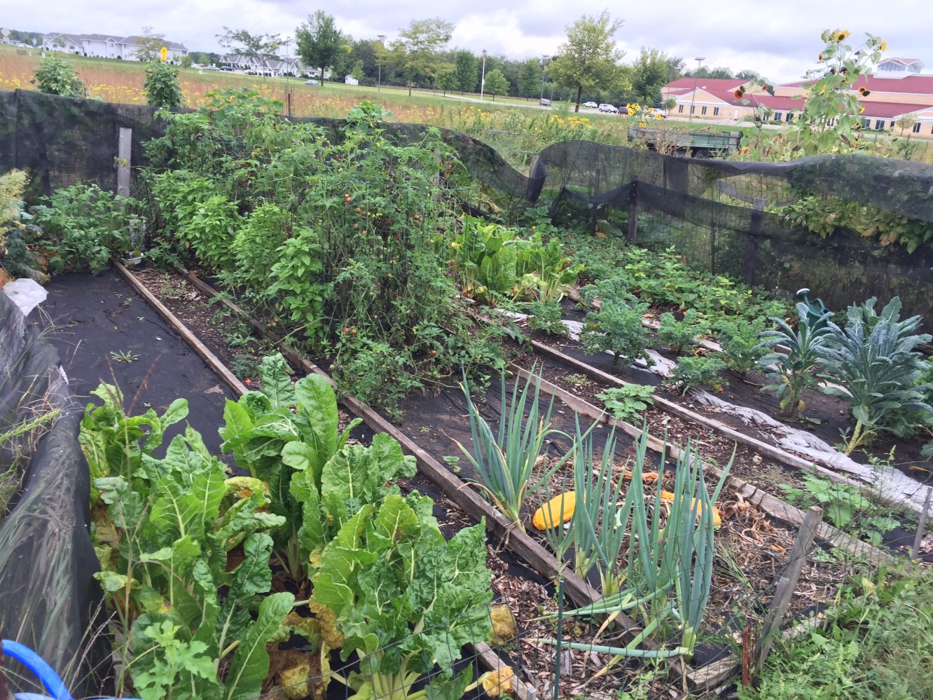 Anita's Health Blog: Garden Update & Harvest 9/7/16