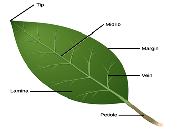Biology Notes for Learners: Leaves