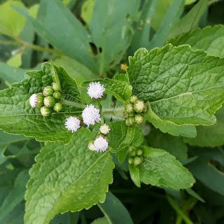 Manfaat Daun Bandotan Untuk Kesehatan & Cara Mengolahnya   atau ada juga yang menyebutnya tanaman babadotan adalah tumbuhan yang termasuk  jenis gu Manfaat Daun Bandotan Untuk Kesehatan & Cara Mengolahnya
