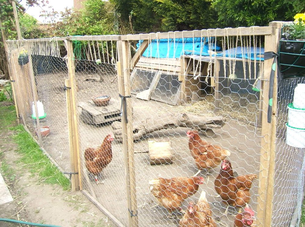 How to Keep Wild Birds Out of Chicken Coop ROY'S BLOG