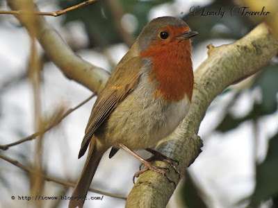 European robin - Erithacus rubecula